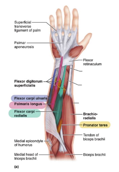 Anterior Forearm Superficial Layer Muscles Movement Diagram Quizlet