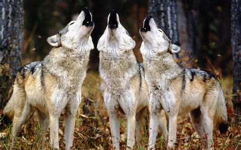 Wolf Pack Wallpapers Top Free Wolf Pack Backgrounds Wallpaperaccess