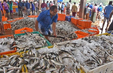 Suisan fish market is located in hilo, hawaii. Fish export to resume shortly- The New Indian Express