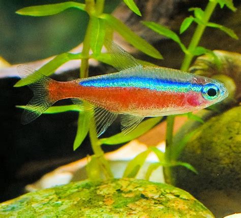 The list includes people like courtney stodden, cherilyn sarkisian, cardi b, chris martin, chester bennington and many more. Common and Scientific Fish Names Beginning With C