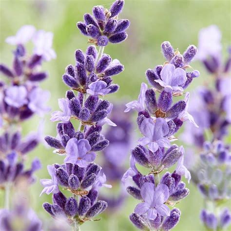 Hidcote Is A Compact English Lavender That Grows Only 18