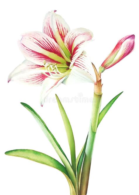 Amaryllis Flower Stock Illustration Illustration Of Card 102023588