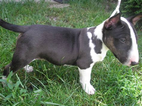 Maybe you would like to learn more about one of these? ResearchBreeder.com - Find Miniature Bull Terrier Puppies ...
