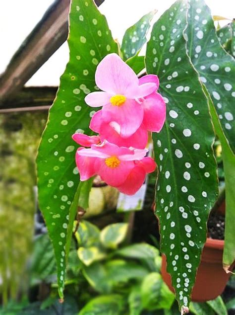 Angel wing begonia linda dawn. Rare Begonia angel wing begonia polka dot plants rare ...
