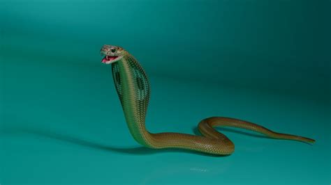 3d Model King Cobra Snake King Cobra Snake Cobra Snake Snake