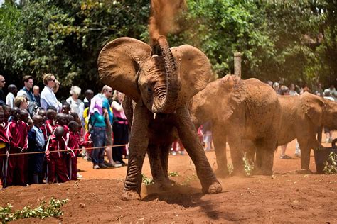 Nairobi Elephant Orphanage Far And Wild Travel