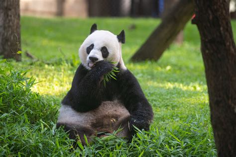 Giant Panda Mei Xiang Will Not Give Birth Smithsonians