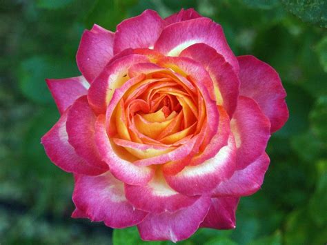 Pinkish Garden Rose Free Image Download