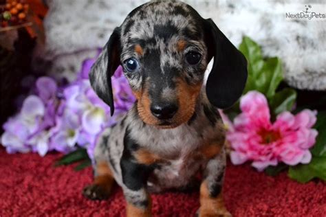 The dominant color in the breed is red, followed by black and tan. 63+ Miniature Dapple Dachshund For Sale - l2sanpiero