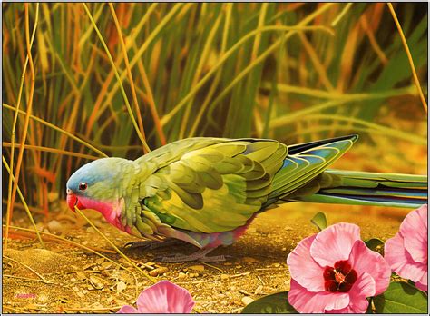 Best Pics Store: Top 20 Cute Birds HD Wallpapers For Pc ...