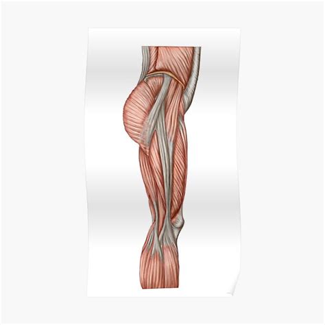Anatomy Of Human Thigh Muscles Anterior View Poster By