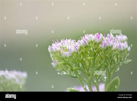 Small Flower Cluster Stock Photo Alamy