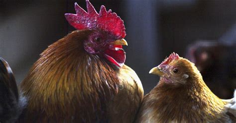 Cdc Stop Kissing And Snuggling With Chickens Due To Nationwide