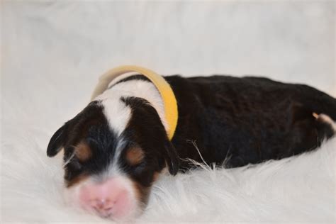 Bernedoodles have been differentiated into three different types, depending upon their sizes countryhavenpuppies-fiona