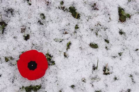 Remembrance Day Poppy On White Background With Copy Space Stock Image