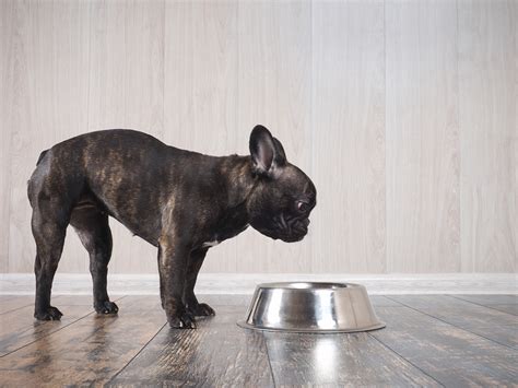 Once the vet describes the issue, you will have to take care of the meal to give. What's The Best Food For French Bulldogs With a Sensitive ...