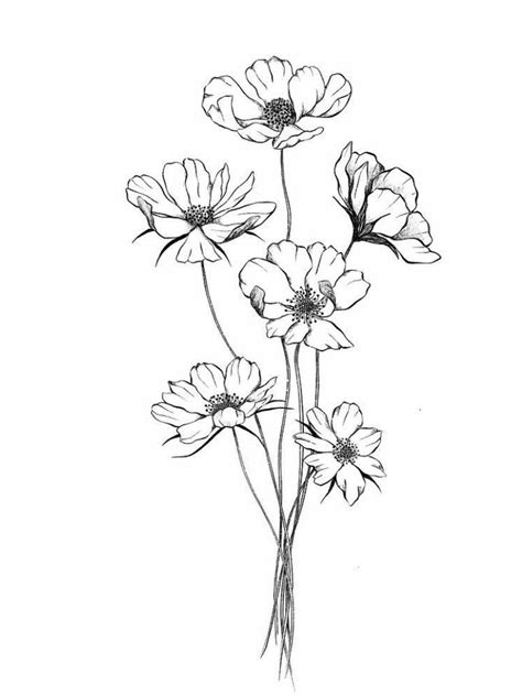 Cosmos Flower Line Drawings Line Art Flowers Flower Sketches