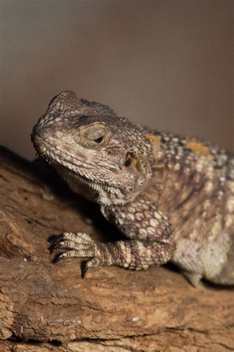 Free Images Wildlife Iguana Fauna Lizard Bearded Dragon Close Up