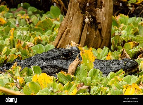 Alligator In Water Lettuce Audubon Corkscrew Swamp Sanctuary Florida