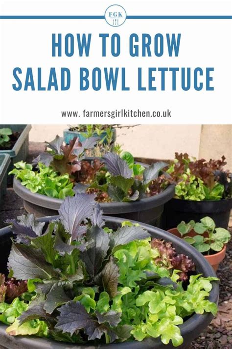 Home Vegetable Garden Food Garden Garden Pots Herb Planters Salad