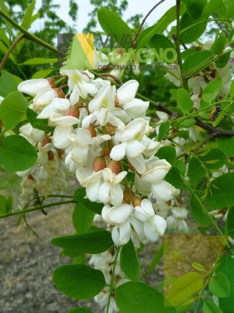 Pianta da fiore a grappolo bianco. Robinia pseudoacacia, Robinia, Acacia, Gaggia - Vivai ...