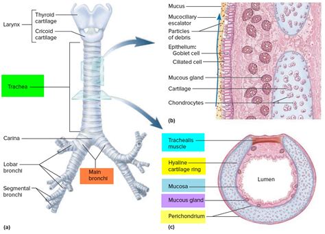 Trachea Anatomy Function Trachea And Esophagus Location