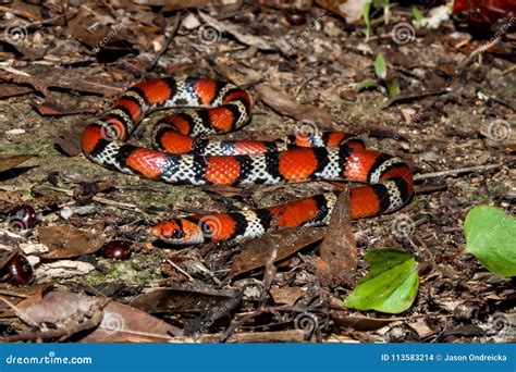 Scarlet Snake Cemophora Coccinea Stock Photo Image Of Herpetology