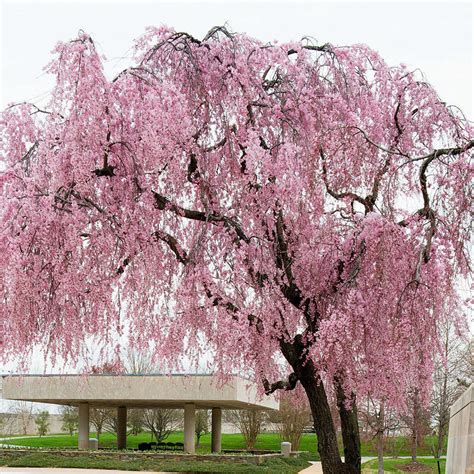 Weeping Yoshino Cherry Trees For Sale At Arbor Days Online Tree