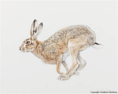 Running Hare Jonathan Sainsbury Hare Illustration Hare Drawing