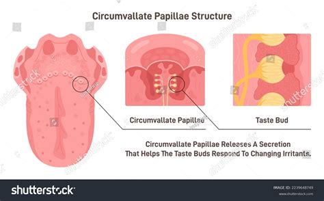 Circumvallate Papillae Structure Taste Receptors Tongue Stock Vector