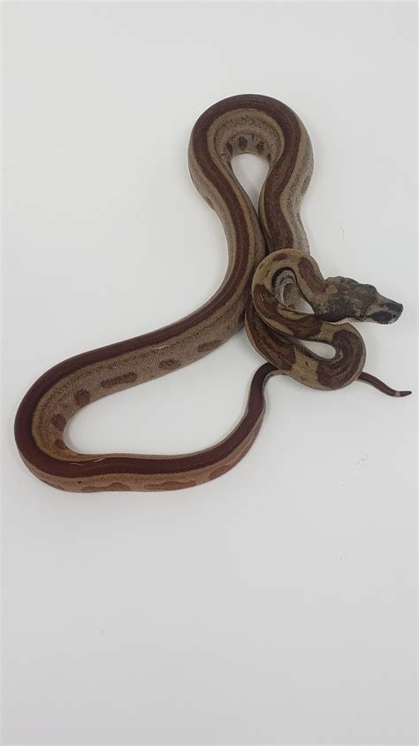 Hypo Motley Jungle Summit Pastel 66 Het Sharp Albino 50 Het Kahl