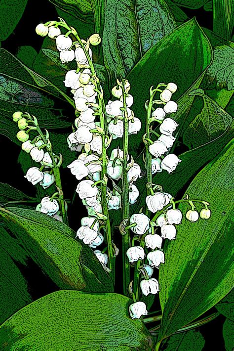 47 Pics Of Lily Of The Valley Flower Pics Garden World