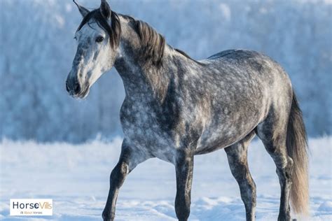 Dapple Gray Horses Breeds And Color W Pictures And Videos