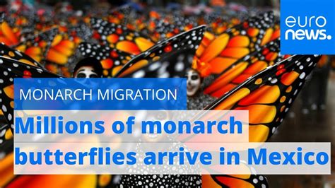 Watch Millions Of Monarch Butterflies Arrive In Mexico Youtube