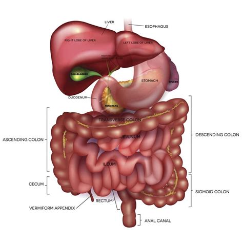 Digestion Anatomy Physiology And Chemistry Human Digestive System