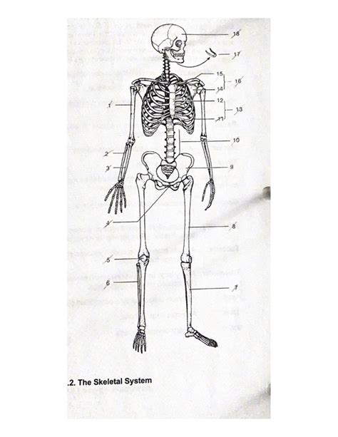 The Skeletal System Basic Labelling Diagram Quizlet