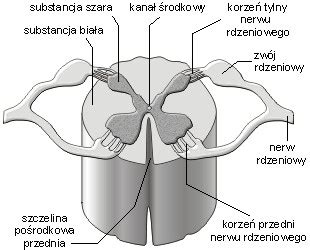 Czytaj więcej na temat rdzeń kręgowy w www.styl.pl. Edukator : Rdzeń kręgowy