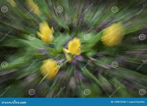 Abstract Motion Blur Of Flowers Tulips Stock Photo Image Of