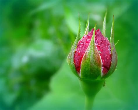 Rosebud Rose Bud Flower Blossom Garden Flora Pink Plant Close