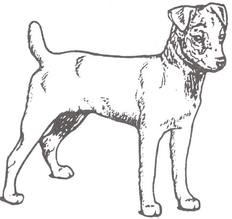 The chihuahua jack russell terrier will usually be a little smaller than a typical jack russell purebred. Jack Russell Terrier Page