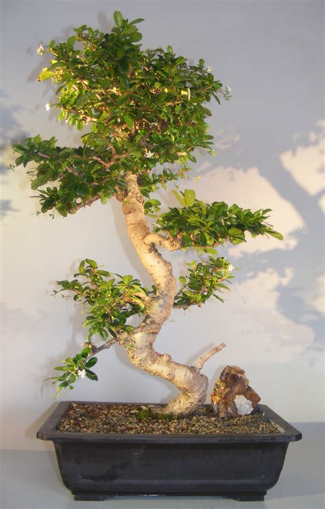 Flowering Fukien Tea Bonsai Tree Curved Trunk And Tiered Branching