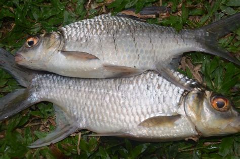 We did not find results for: Info Spesies - Kenali Ikan Tengalan - Umpan
