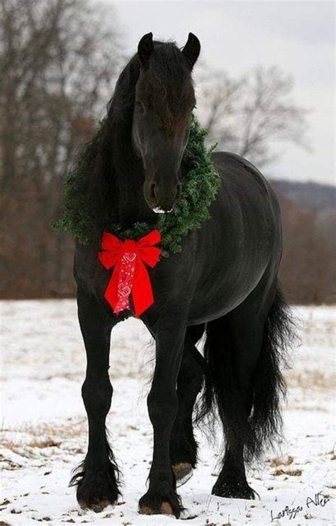 Pin By Maria Liogas On Animals Christmas Horse Horses Christmas Horses