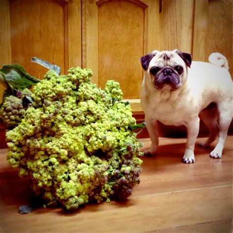 My What Big Broccoli You Have Garden Betty