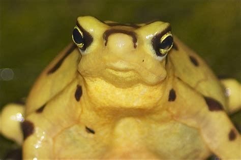 Funny Froggy Face Did Not Know Frogs Had Lips O Busy We Flickr