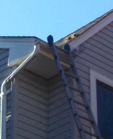 Bring forward a new idea or technology that disrupts and demands a response. Wildlife Removal - Squirrels making a ruckus - Squirrel ...