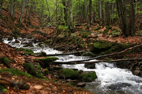 Small Forest River Stock Photo By ©cmeder 3360310