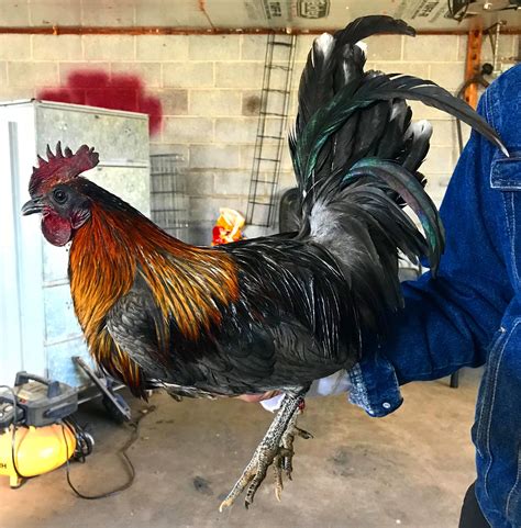 Chandler gamefowl farm is in northeast alabama and provides chicks, eggs, and gamefowl. Pin en Gamefowl
