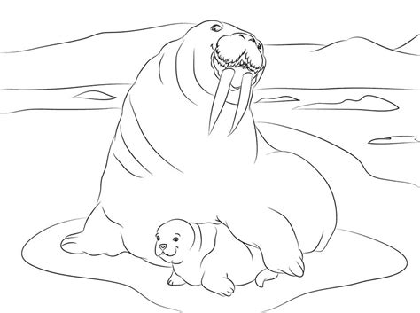 Use this lesson in your classroom, homeschooling curriculum or have the students draw a picture of just a walruses face. Ausmalbilder: Ausmalbilder: Walross zum ausdrucken ...
