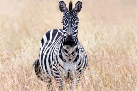 Zebra Looking AT Camera Stock Photos - FreeImages.com